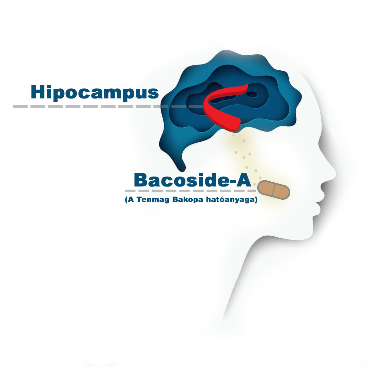 Bakopa hatása az agyra